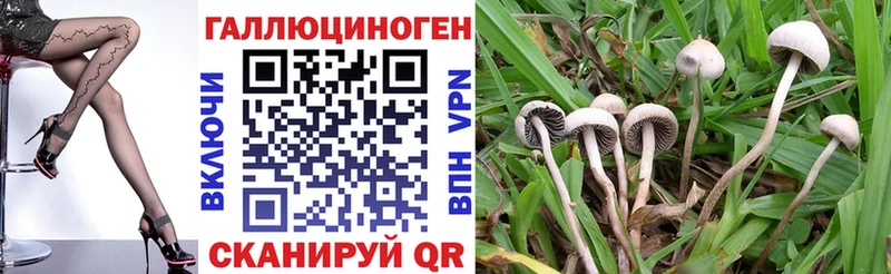 Псилоцибиновые грибы Cubensis Порхов